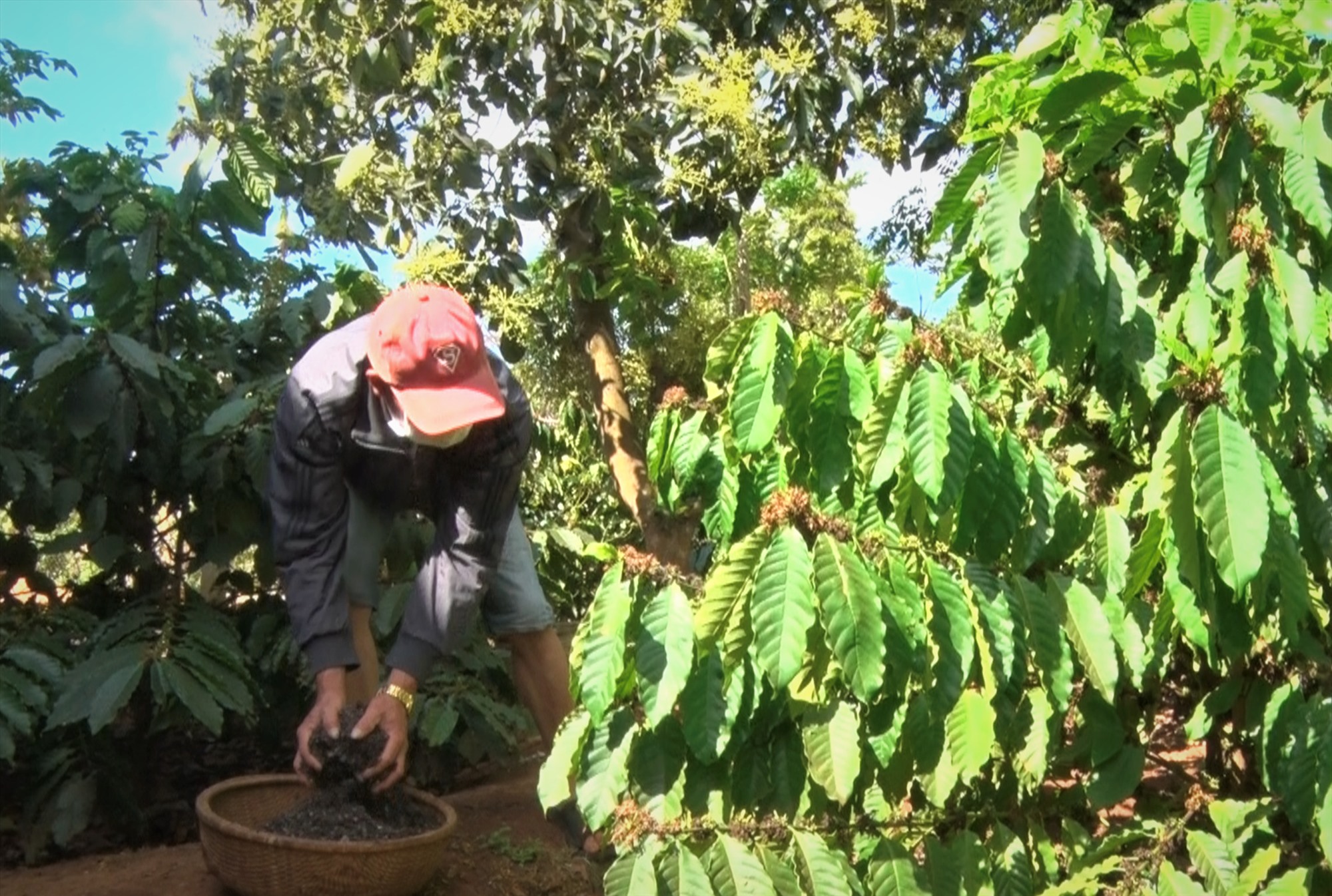 Sản lượng hơn 500.000 tấn, cà phê vẫn là nông sản chủ lực của tỉnh Đắk Lắk
