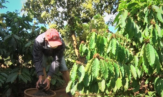 Cà phê vẫn đang là nông sản chủ lực của tỉnh Đắk Lắk, mang lại thu nhập ổn định cho người nông dân. Ảnh: Bảo Trung