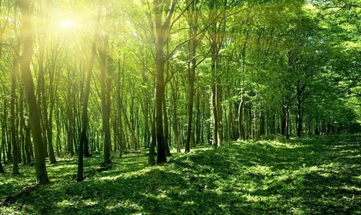 Phấn đấu tăng diện tích rừng tự nhiên nghèo được phục hồi. Ảnh: Baochinhphu.vn