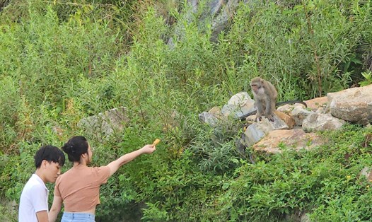 Chưa có quy định xử phạt nên việc nhắc nhở người dân không cho khỉ ăn ở Sơn Trà gặp khó. Ảnh: Thùy Trang