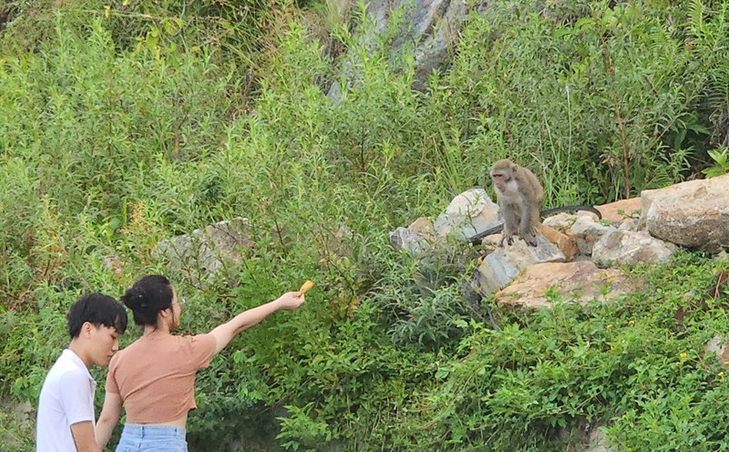 Chưa có quy định xử phạt nên việc nhắc nhở người dân không cho khỉ ăn ở Sơn Trà gặp khó. Ảnh: Thùy Trang