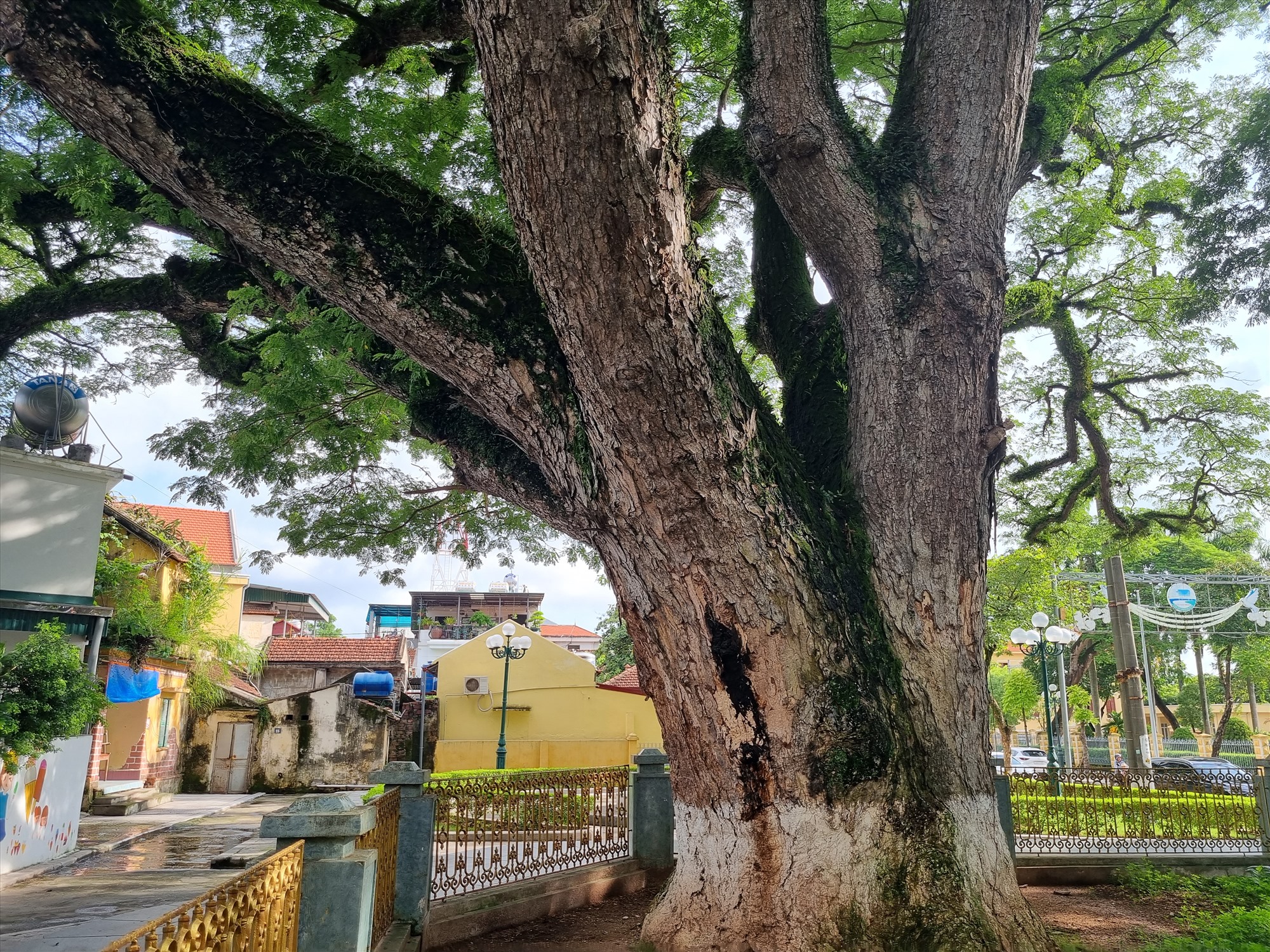 Đây là hai cây lim còn sót lại từ cánh rừng lim cổ thụ thời nhà Trần đánh giặc Nguyên Mông năm 1288, và có thể xa hơn nữa, từ thời Ngô Quyền, Lê Hoàn. Chính vì vậy tính đến nay, hai cây lim giếng Rừng đã có tuổi thọ hơn 700 năm.