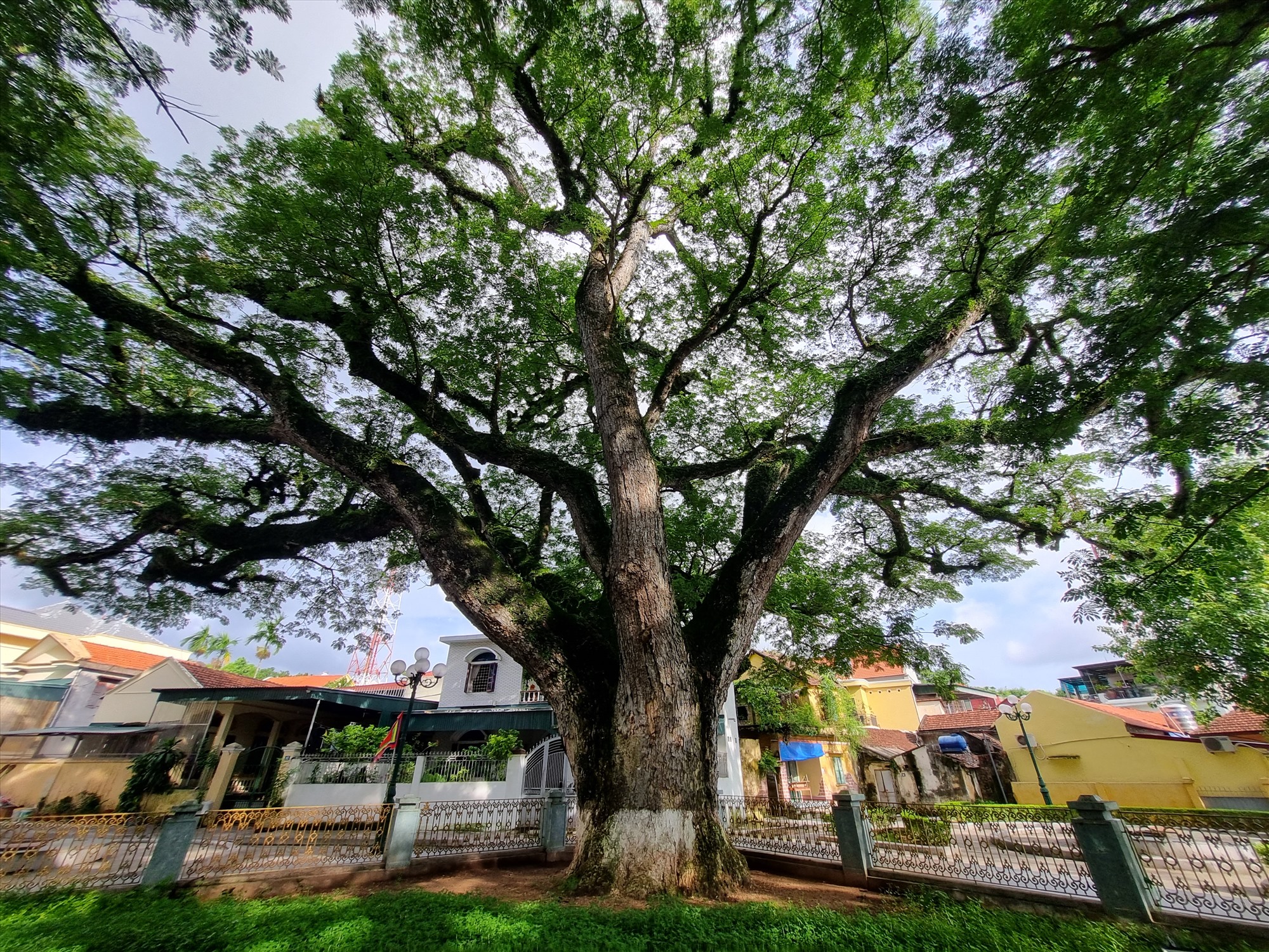 Hai cây lim giếng Rừng ở chân núi Tiên Sơn, phố Ðoàn Kết, thị trấn Quảng Yên, tỉnh Quảng Ninh là điểm di tích quan trọng thuộc cụm di tích lịch sử văn hóa chiến thắng Bạch Ðằng.