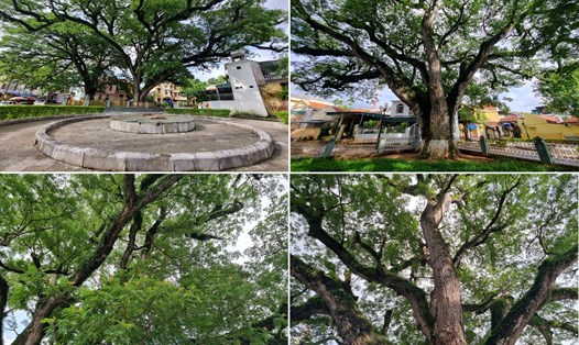 Chiêm ngưỡng hai cây lim giếng Rừng hàng trăm năm tuổi ở Quảng Ninh. Ảnh: Hà Vi