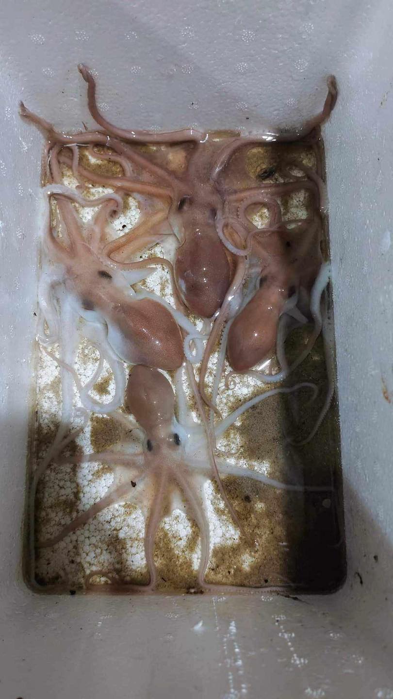 Người dân cần cẩn trọng phân biệt loại bạch tuộc có độc (thân có đốm xanh tím, ảnh trên) với bạch tuộc sữa (ảnh dưới) để tránh sự cố ngộ độc nguy hiểm. Ảnh Hoàng Bin