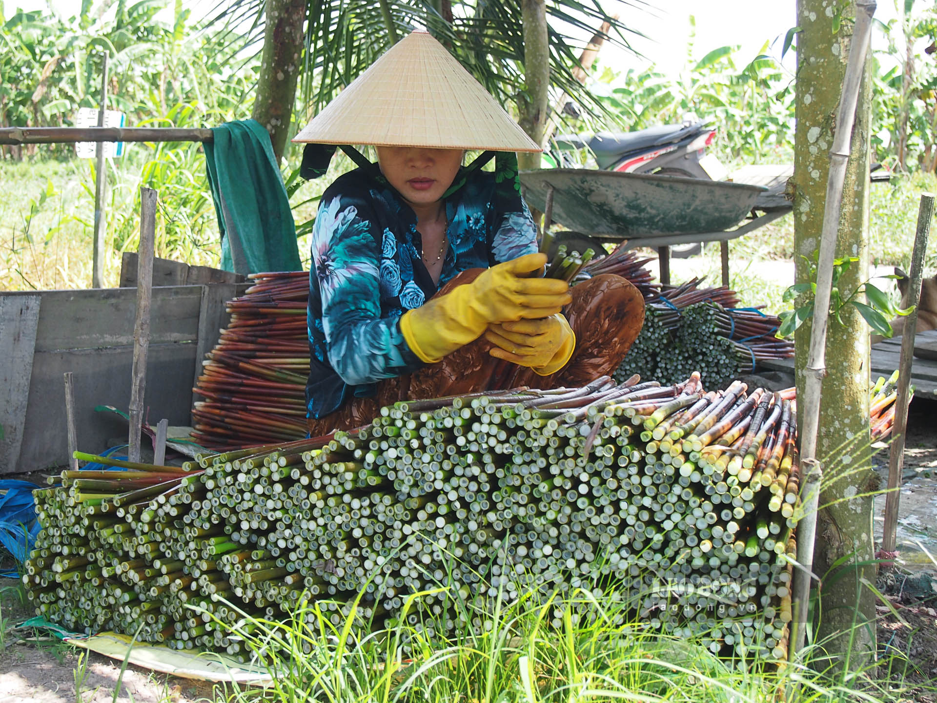 Chị Hồ Huỳnh Nga (Mỹ Quới, Ngã Năm, Sóc Trăng) có thu nhập từ 300.000 - 400.000 đồng/ngày từ thu hoạch năn. Ảnh: Phương Anh