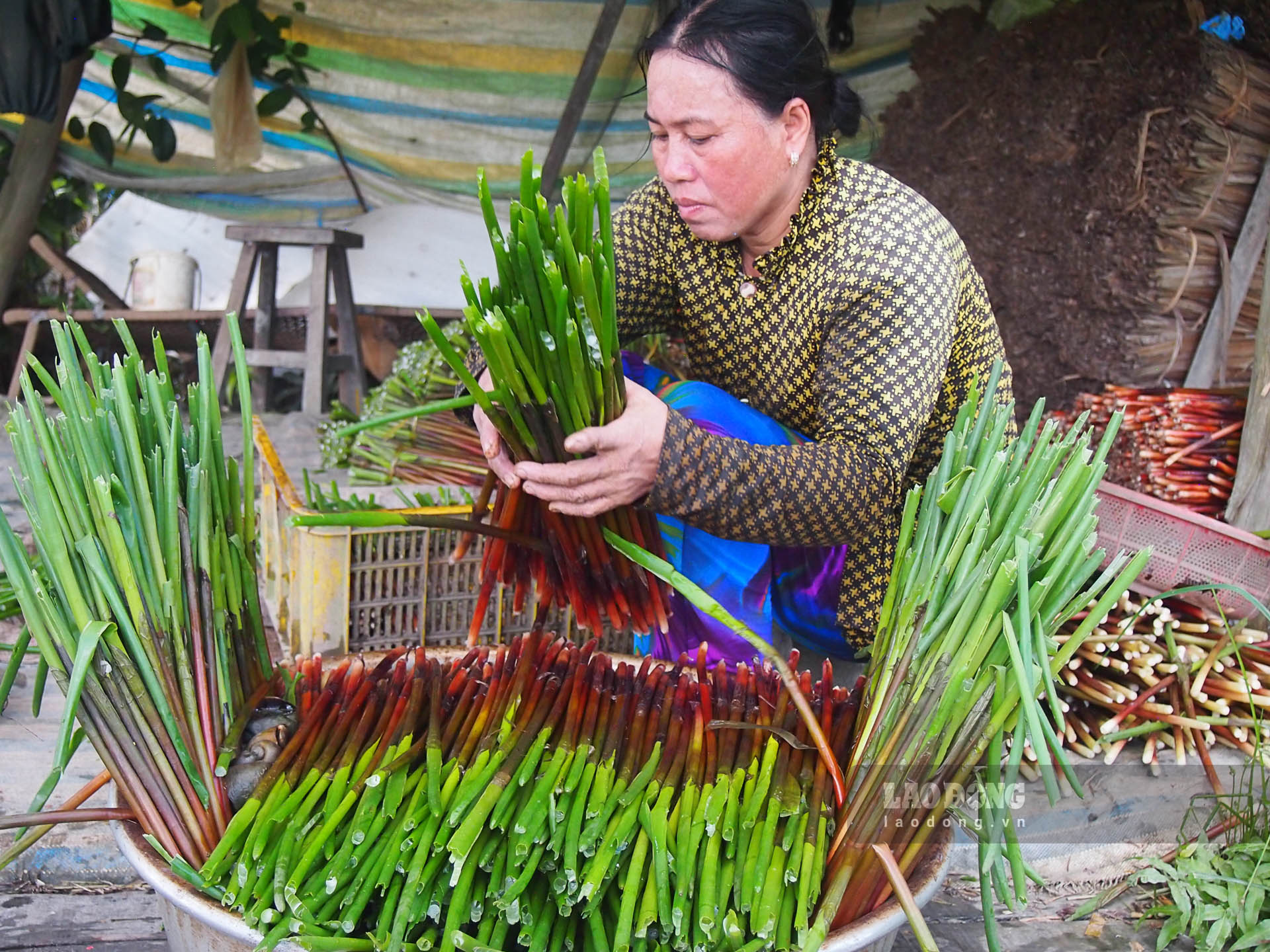 Năn được bó lại từng bó (1kg/bó) để giao cho thương lái. Ảnh: Phương Anh