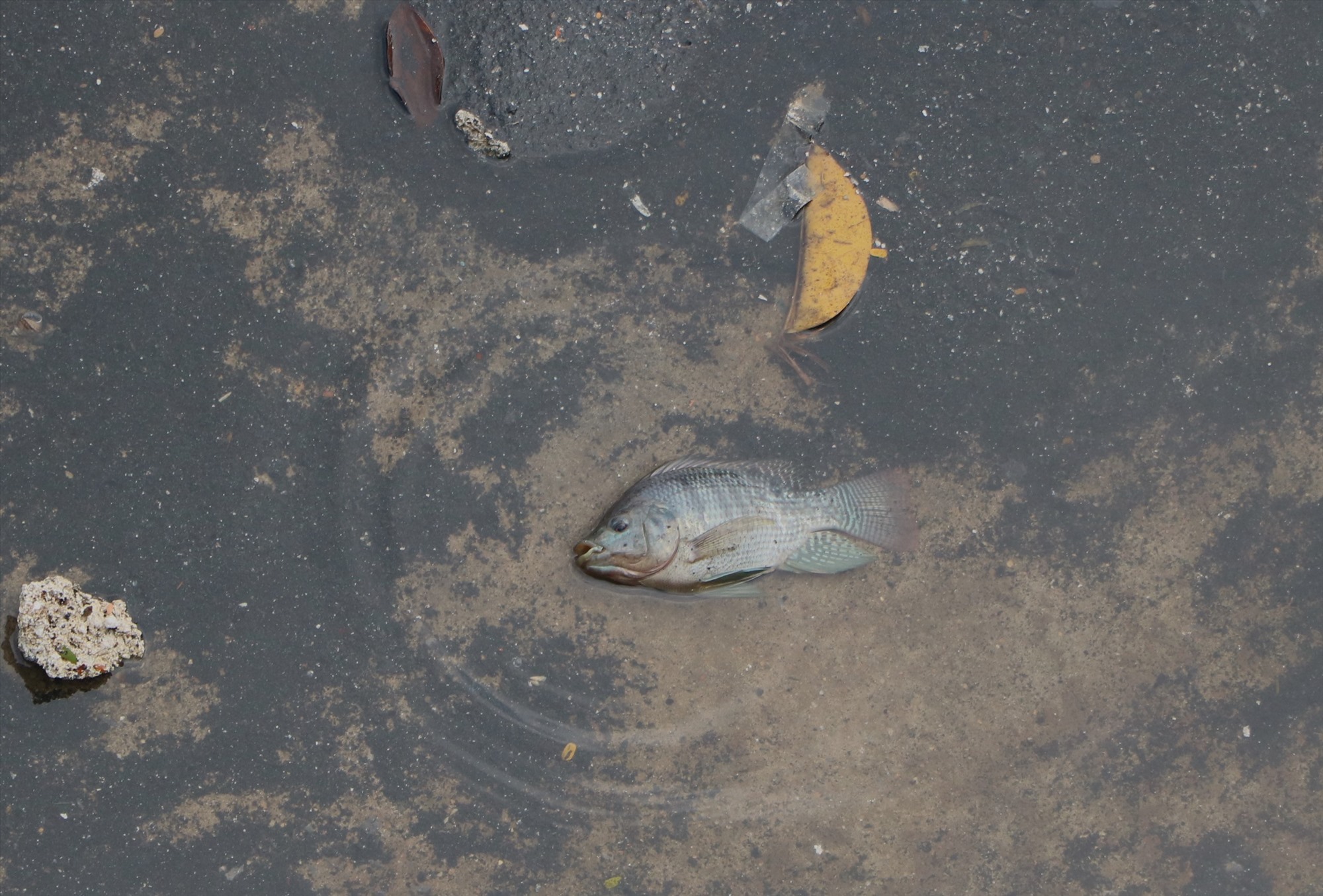 Có hiện tượng cá chết ở hồ Linh Quang.