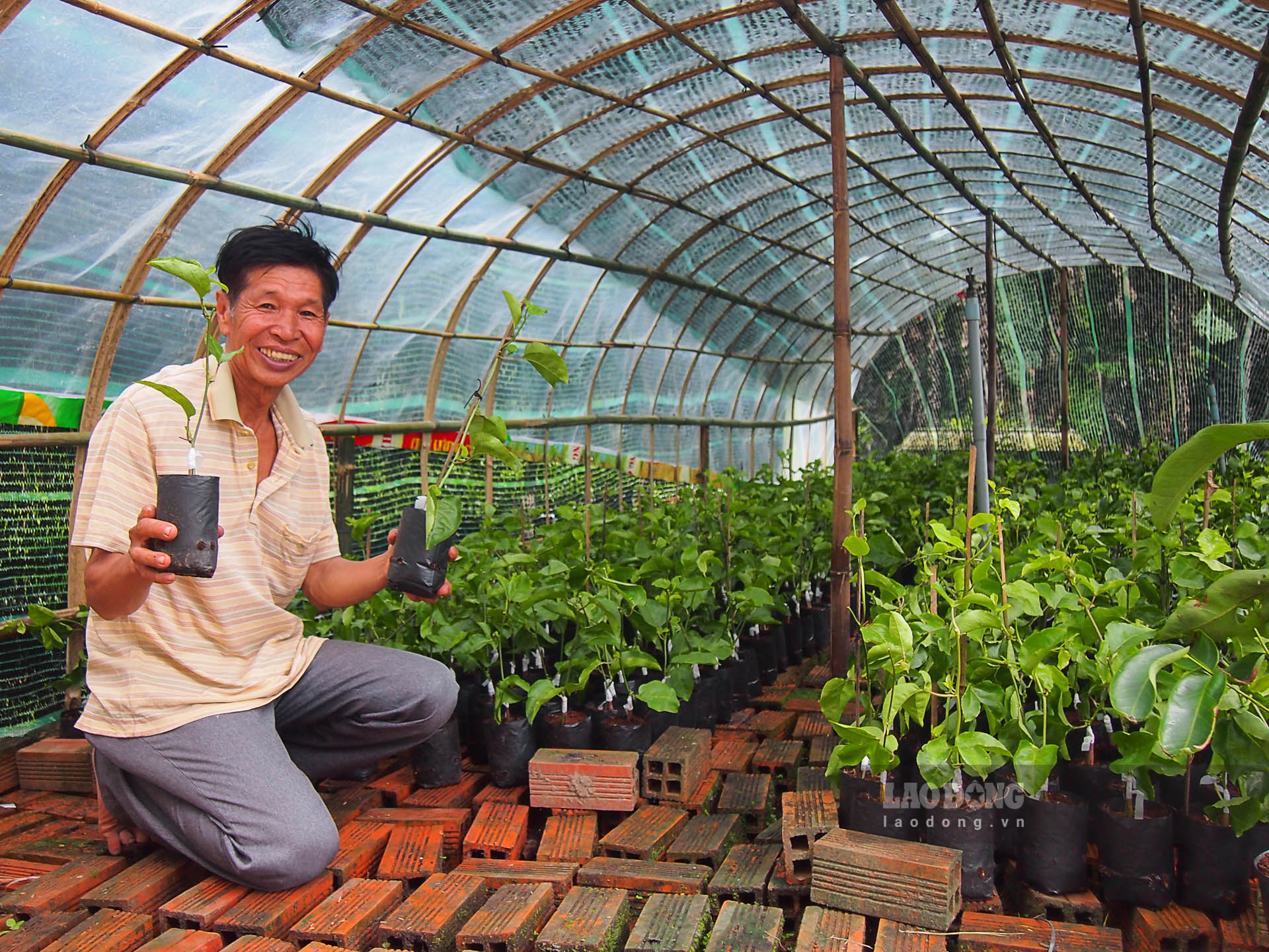Hằng năm ông Sáu Công cung cấp ra thị trường hàng ngàn cây giống chanh dây ngọt. Ảnh: Phương Anh
