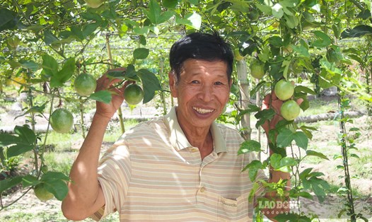 Lão nông Nguyễn Hữu Công (Long Phú, Sóc Trăng) thành công với mô hình chanh dây ngọt. Ảnh: Phương Anh