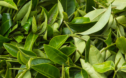 Trà xanh góp phần giảm cân nhưng không phải ai cũng nên uống. Ảnh: Phạm My