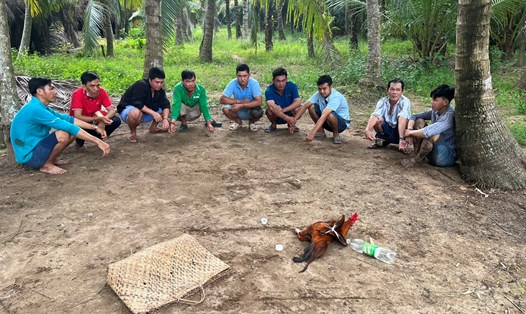 Công an Vĩnh Long bắt quả tang 9 người vào một vườn dừa ở huyện Vũng Liêm đá gà ăn thua bằng tiền. Ảnh: Công an cung cấp. 