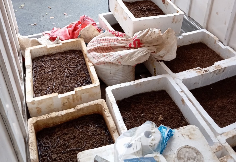 Cơ quan chức năng đã phát hiện 2 xe ô tô chở giun đất tự nhiên, tuy nhiên vẫn không thể xử phạt hành chính vì chưa có chế tài. Ảnh: Công an huyện Cao Phong.