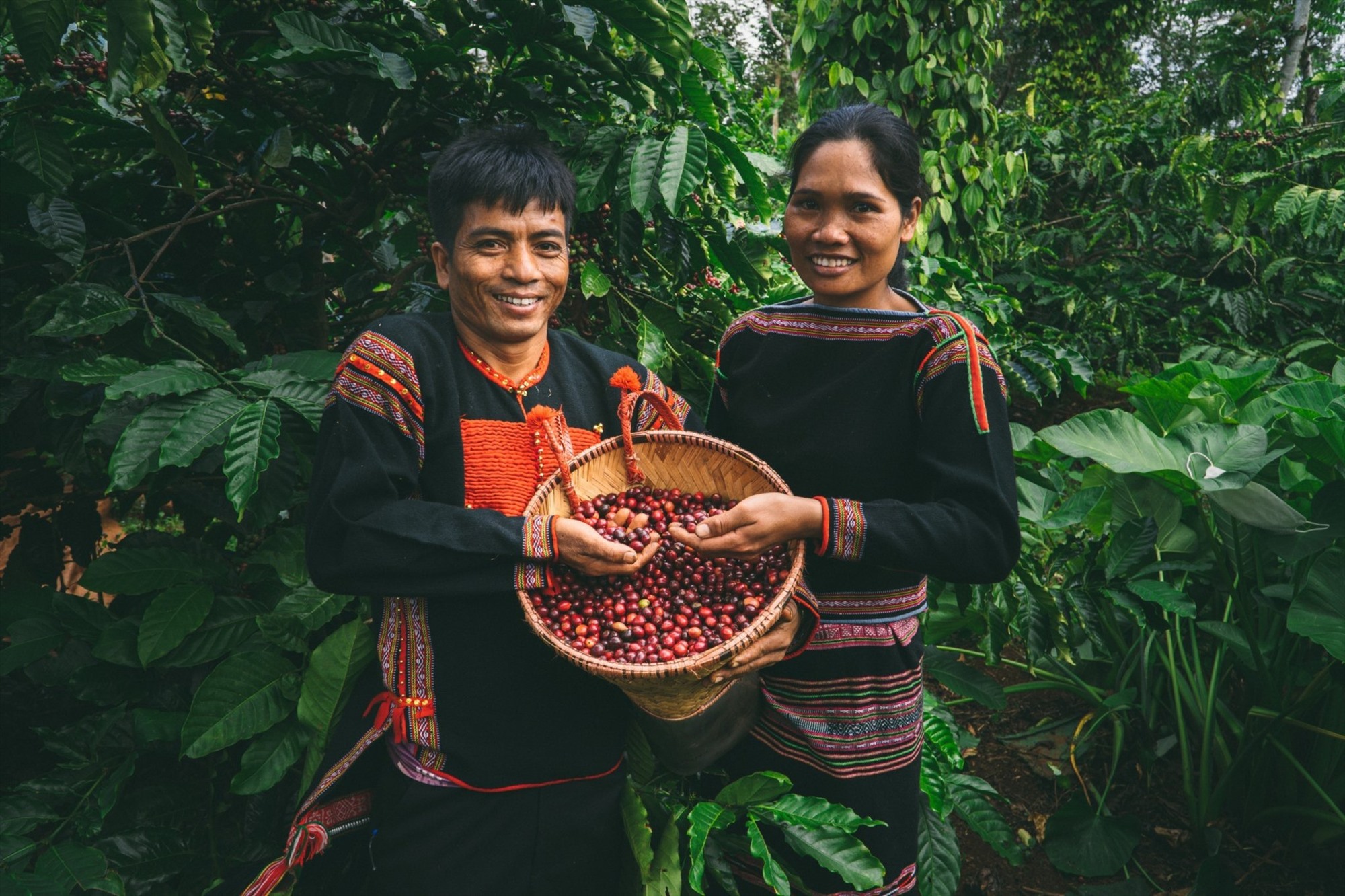 Giá cà phê “neo” ở mức ổn định khiến người nông dân vui mừng. Ảnh: Bảo Trung