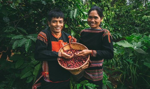 Giá cà phê “neo” ở mức ổn định khiến người nông dân vui mừng. Ảnh: Đức Huy
