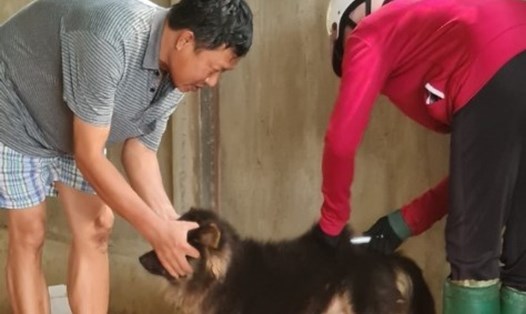 Tiêm vắc xin dại cho chó ở Quảng Trị. Ảnh: Đăng Tuấn.