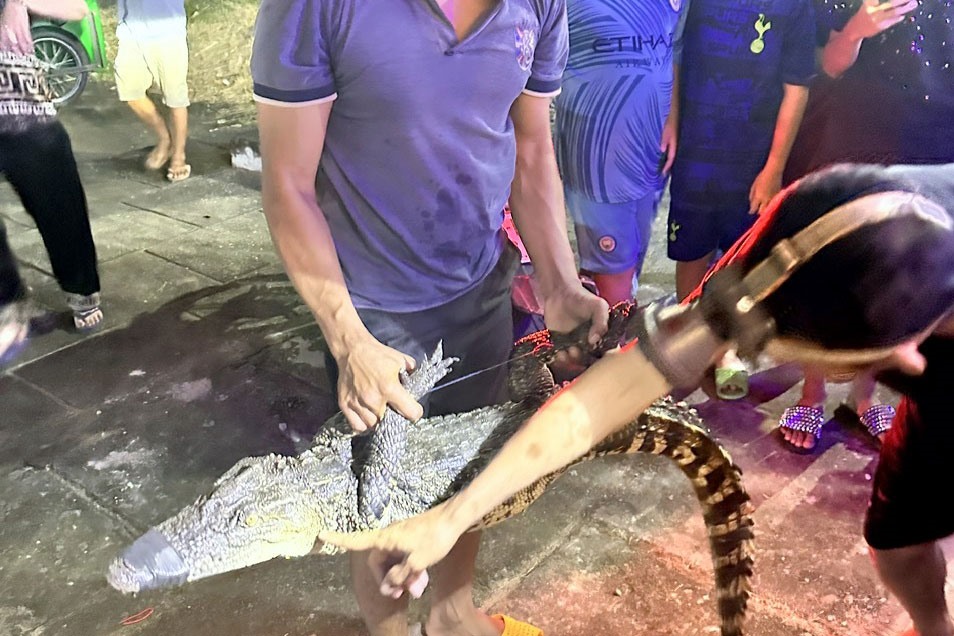 Lực lượng chức năng đã bắt được con cá sấu. Ảnh: Nhật Hồ