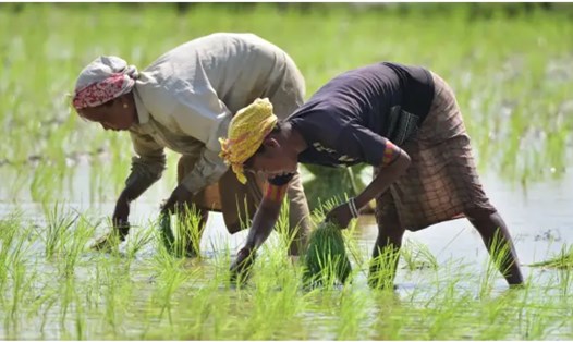 Nông dân Ấn Độ trồng lúa ở bang Assam. Ảnh: Xinhua