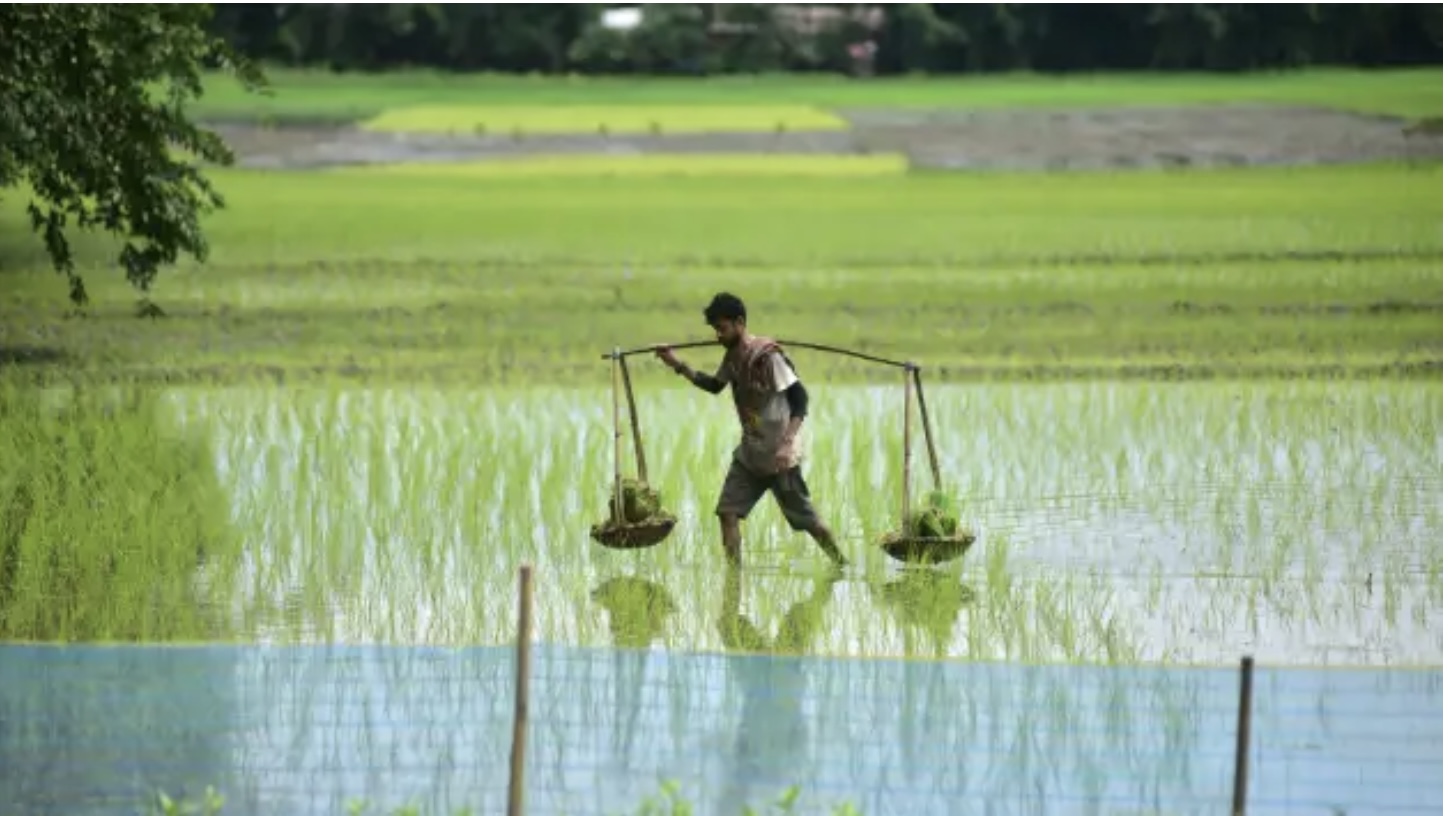 Ấn Độ cấm xuất khẩu gạo lần này có thể gây tác động sâu rộng hơn trước đó. Ảnh: Xinhua