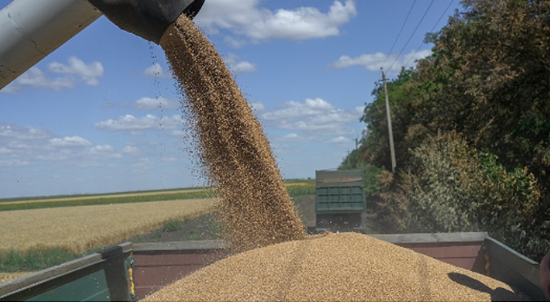 Thu hoạch lúa mì ở Mykolaiv, Ukraina, ngày 21.7.2022. Ảnh: AFP