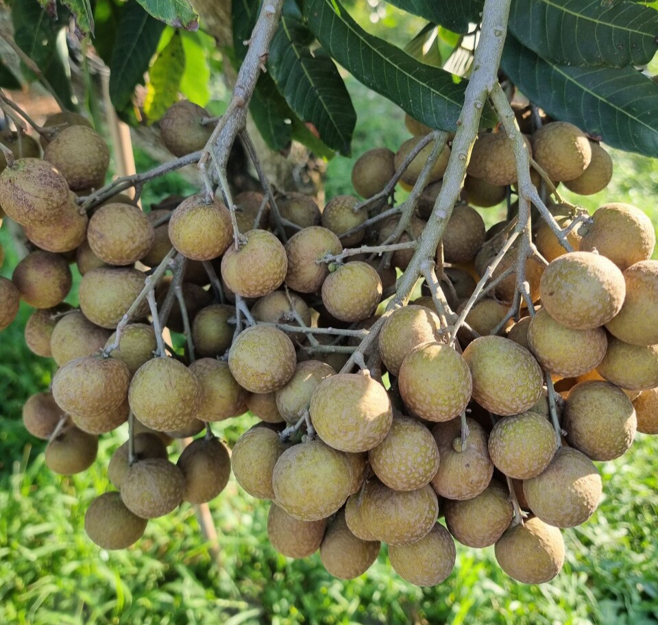 Nhãn siêu trái của ông Nguyễn Văn Phúc có năng suất cao gấp 3 - 4 lần so với các giống nhãn khác. Ảnh: Hoàng Lộc