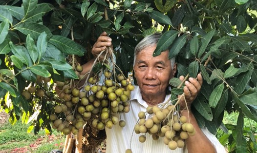 Ông Nguyễn Văn Phúc từng có hơn 3 năm thất bại để sau đó ghép thành công giống nhãn siêu trái. Ảnh: NVCC