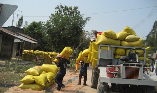 Thiết lập giá sàn, thúc đẩy doanh nghiệp thiết lập trật tự giá bán mới để tăng lợi nhuận cho người trồng lúa và thương hiệu gạo Việt Nam. Ảnh: Lục Tùng