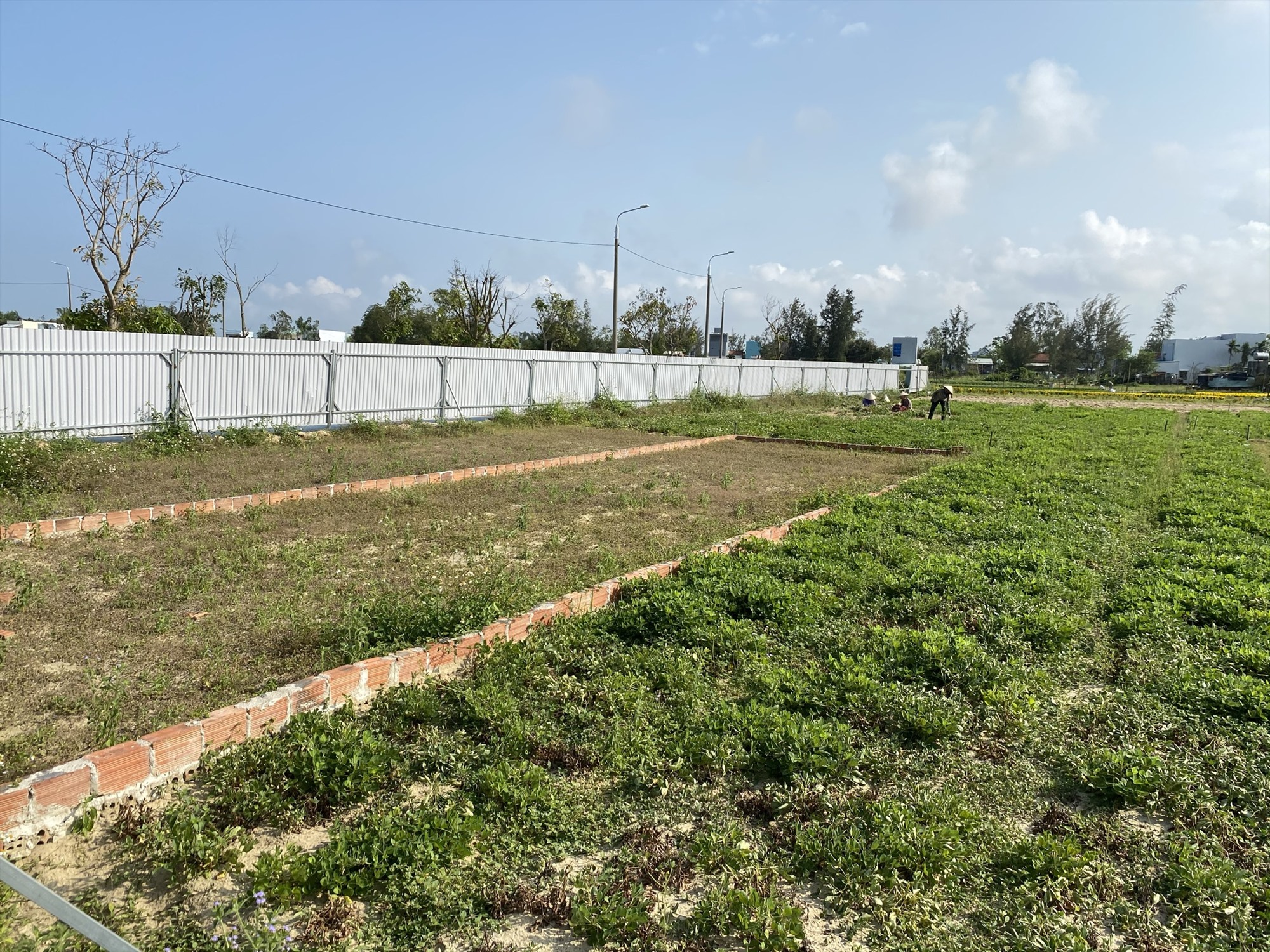Không chỉ có KĐT Bàu Tràm Lakeside, Dự án Khu đô thị Điện Nam-Điện Ngọc (Quảng Nam) của Dana Home Land suốt 5 năm qua vẫn còn là bãi đất trống, để dân trồng rau. Ảnh N.T.H