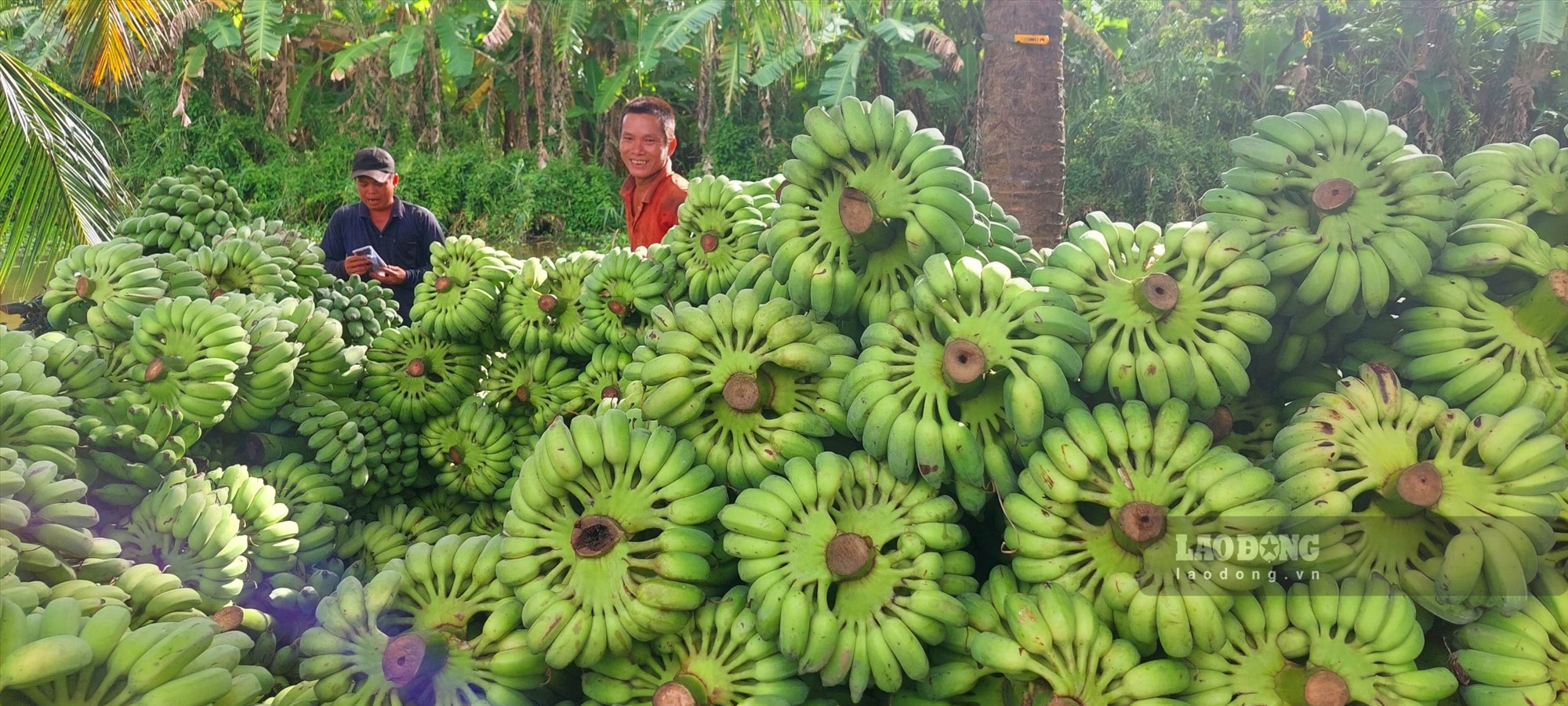 Chuối xiêm chờ đưa lên xe tải cho thương lái thu mua. Ảnh: Nguyên Anh