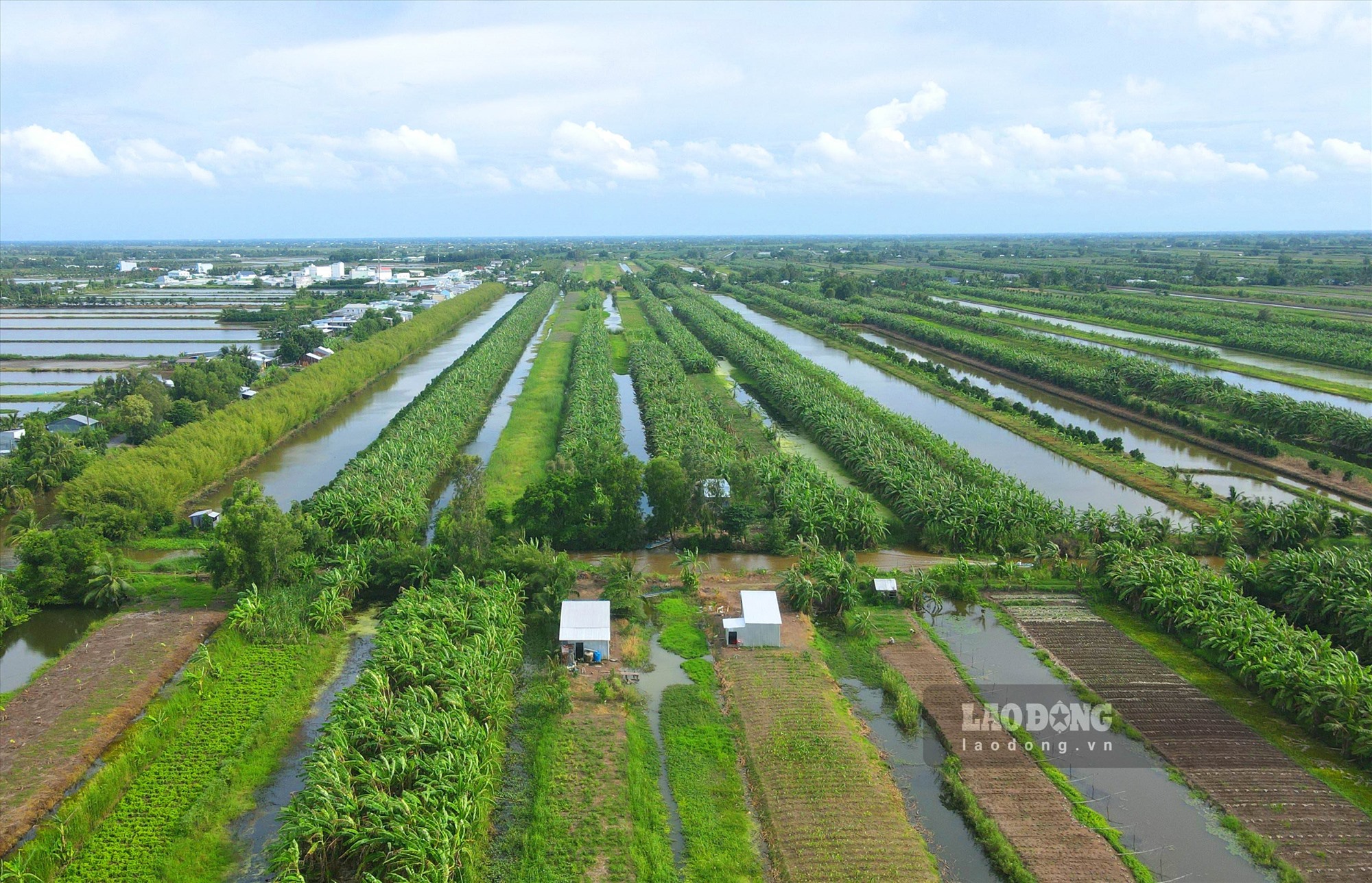 Vùng đệm U Minh Thượng, huyện U Minh Thượng là địa bàn trồng nhiều chuối xiêm nhất tỉnh Kiên Giang. Được mệnh danh “Vương quốc chuối”, toàn huyện có khoảng 2.700ha diện tích trồng chuối xiêm, tập trung ở hai xã vùng đệm là An Minh Bắc và Minh Thuận. Chuối xiêm là cây trồng chủ lực tạo thu nhập chính cho nhiều nông dân trong vùng. 