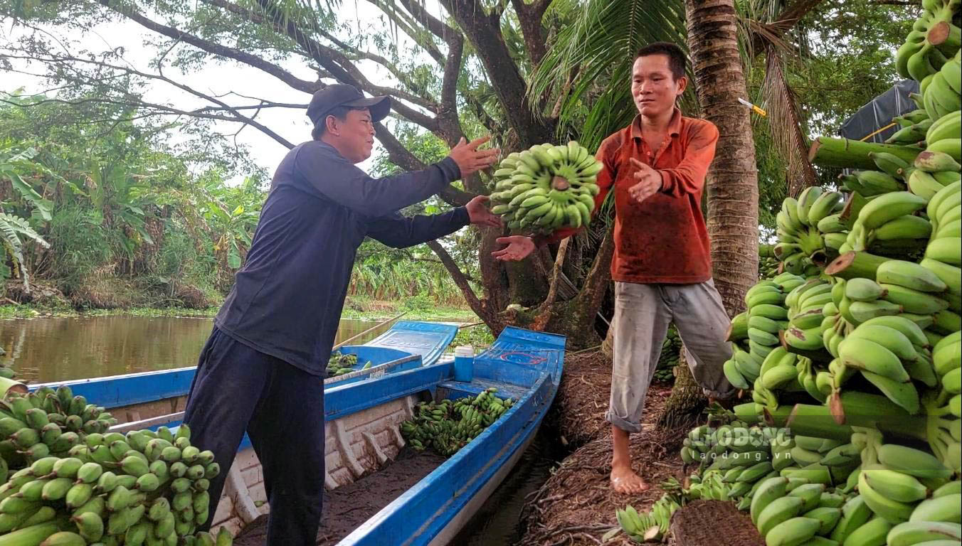 “Mỗi ngày tôi chở ra 2 chuyến chuối, khoảng 1,5 tấn. Đi thu mua lại của bà con trồng giao cho thương lái thì mỗi ngày bình quân kiếm được khoảng 700.000 đồng. Giá chuối lên nên đỡ lắm, làm có tiền thì mừng, còn lo gia đình con cái”, anh Bỉnh vui vẻ nói.