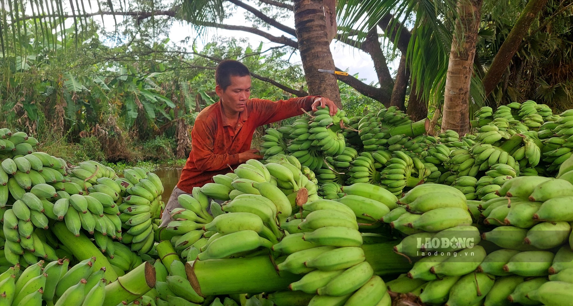 Theo anh Nguyễn Văn Điển, thương lái thu mua chuối xiêm cho biết, hiện nay lượng chuối anh thu mua về tất cả đều xuất bán sang Campuchia. Cách 2 ngày xuất hàng 1 lần, mỗi lần khoảng 4,5 tấn chuối.