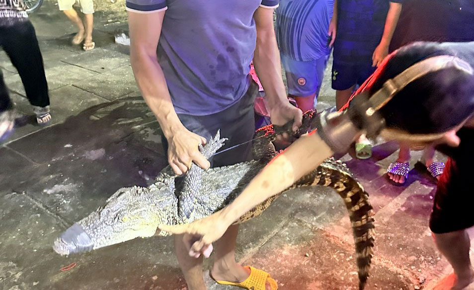 Con cá sấu bị bắt tại huyện Phước Long, tỉnh Bạc Liêu có trọng lượng 14kg. Ảnh: Nhật Hồ