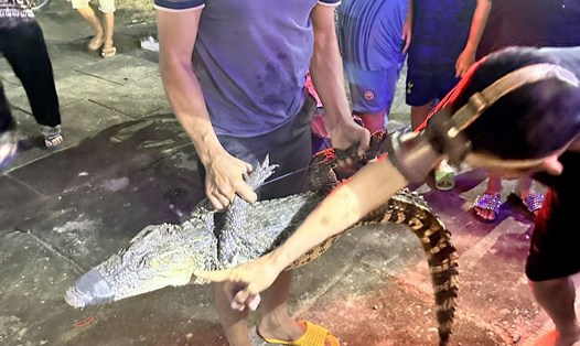 Con cá sấu bị bắt tại huyện Phước Long, tỉnh Bạc Liêu có trọng lượng 14kg. Ảnh: Nhật Hồ