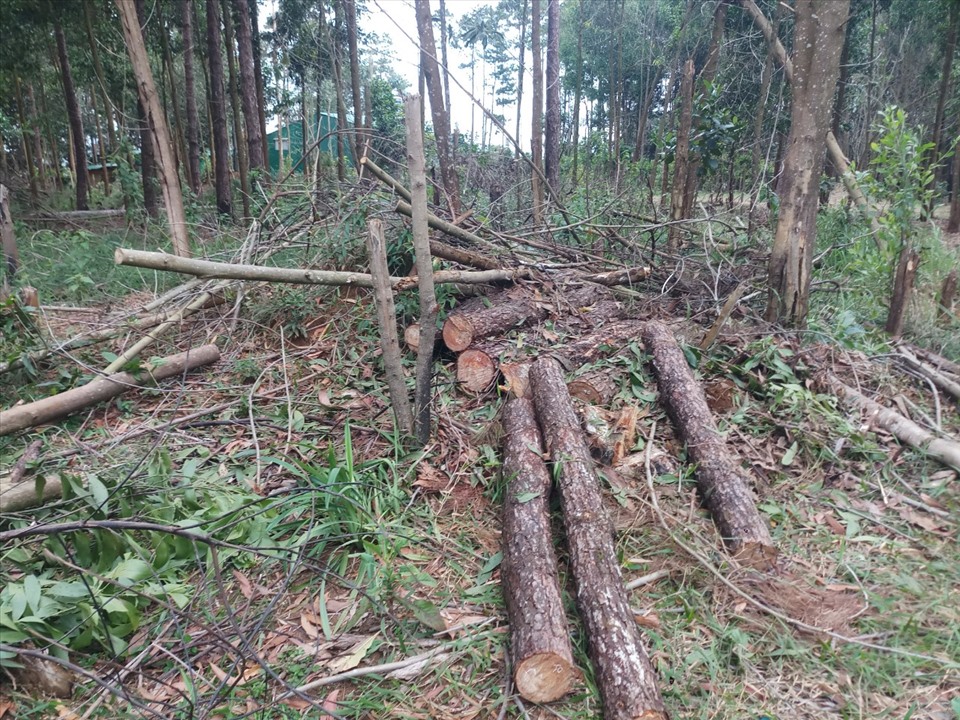 Những cây thông bị đốn hạ tại rừng thuộc huyện Bảo Lâm, tỉnh Lâm Đồng. Ảnh: K.P 