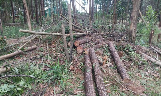 

Những cây thông bị chặt hạ để chiếm đất rừng ở huyện Bảo Lâm. Ảnh: K.P