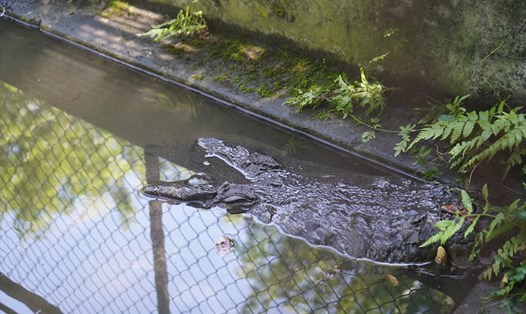 Cá sấu vua 500kg ngoi lên khỏi mặt nước trong sáng 30.8. Ảnh: Hoàng Khôi