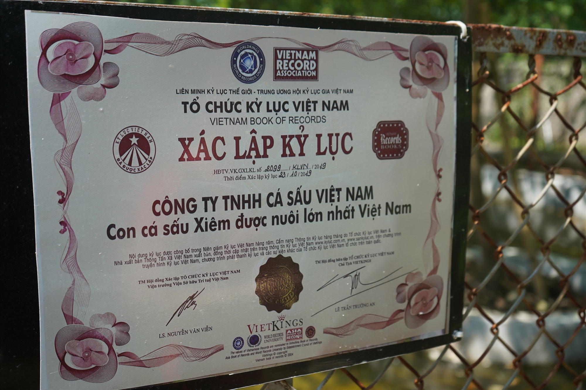 Năm 2019, cá sấu vua khi ấy nặng hơn 400kg, dài 4,1 mét được Tổ chức Kỷ lục Việt Nam trao bằng xác lập kỷ lục “Con cá sấu Xiêm được nuôi lớn nhất Việt Nam”. 