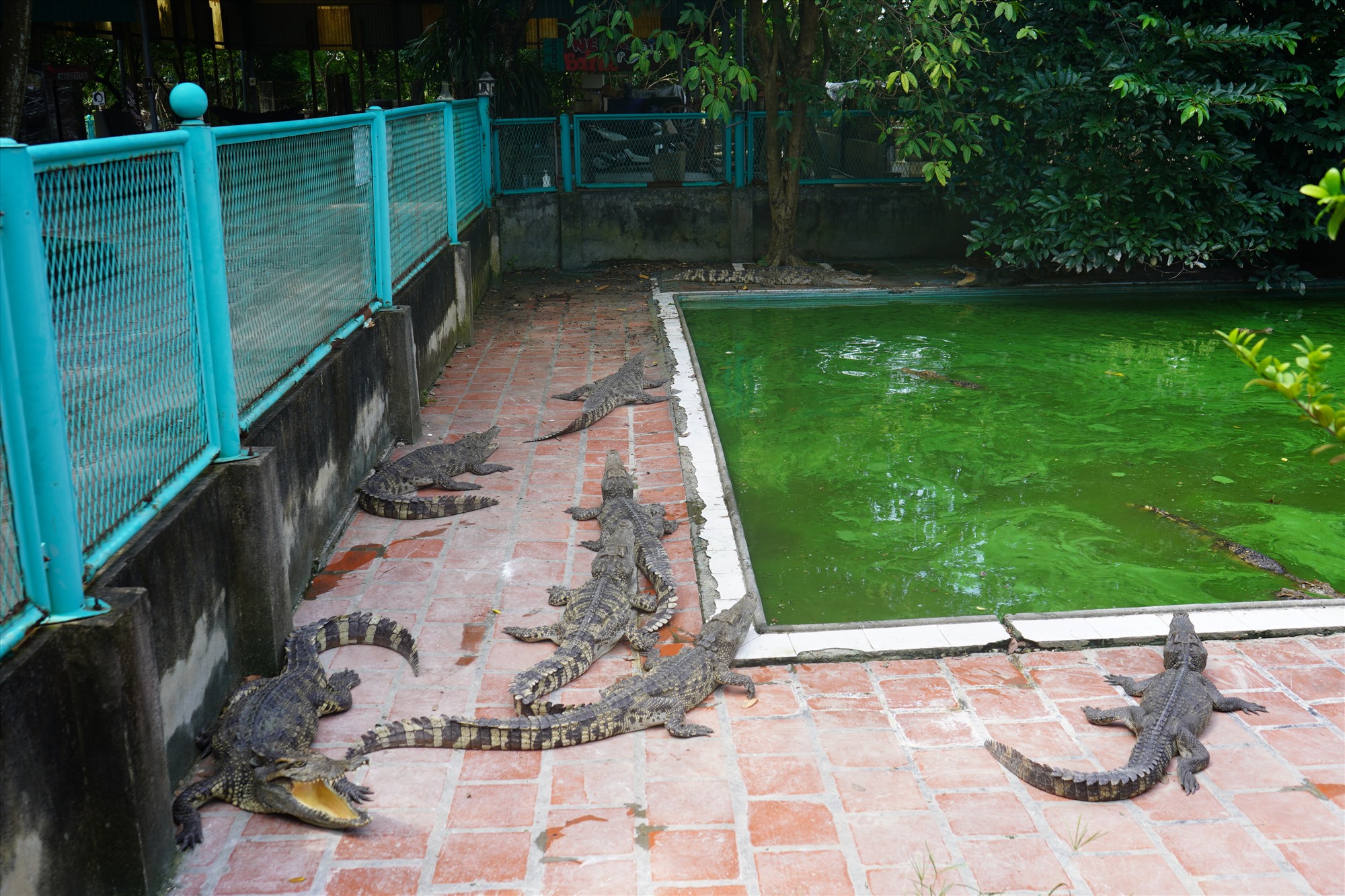 Trang trại của ông Cao Văn Tuấn hay còn được gọi là ông Tuấn “cá sấu” rộng gần 10.000 m2 nằm bên đường Quốc lộ 5 thuộc địa bàn phường Hùng Vương, quận Hồng Bàng, Hải Phòng. Đây là trang trại có lượng cá sấu lớn nhất miền Bắc. Ảnh: Hoàng Khôi