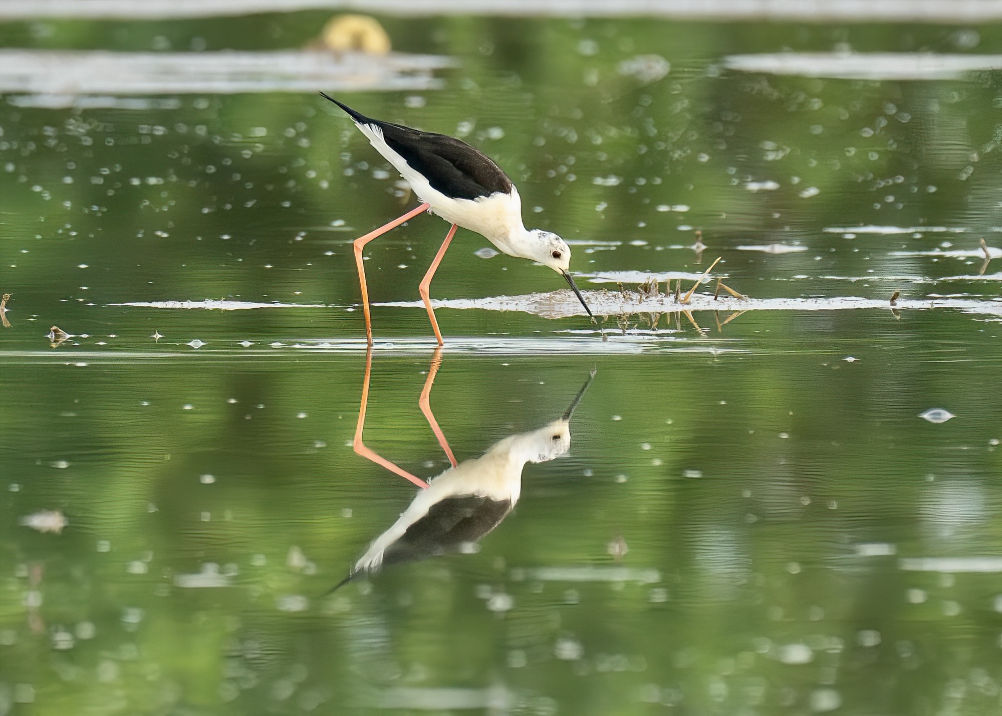 Chim cà kheo- một loài chim di cư tìm về kiếm ăn trên các cánh đồng ngoại thành Hà Nộ. Ảnh: Thành Sơn