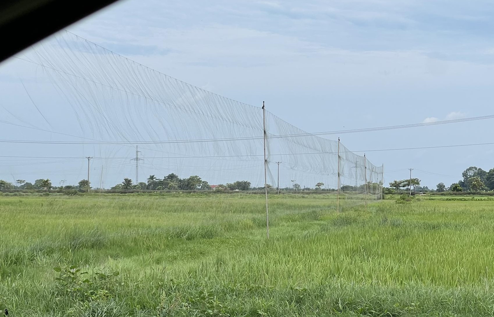 Lưới mờ giăng trên cánh đồng để bẫy chim. Hình ảnh ghi nhận tại xã Bình Minh, Thanh Oai, Hà Nội. Ảnh: Xuân Tâm