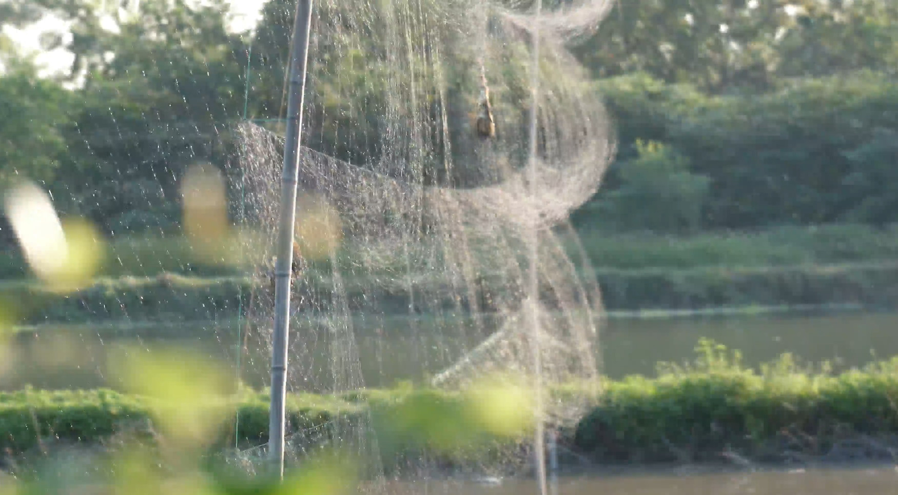 Lưới mờ giăng trên cánh đồng xã Bình Minh. 