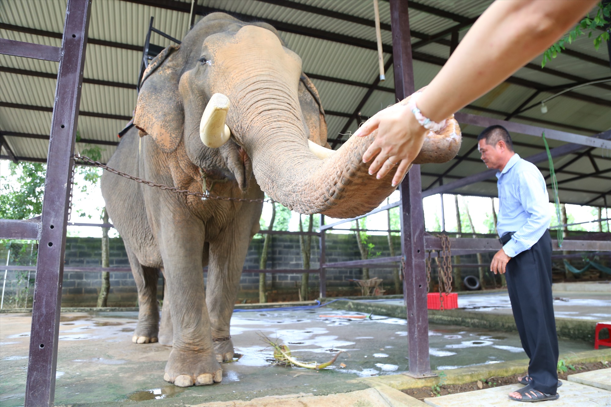 Ông Đàng Năng Long bên con voi đực của gia đình. Ảnh: Văn Trực