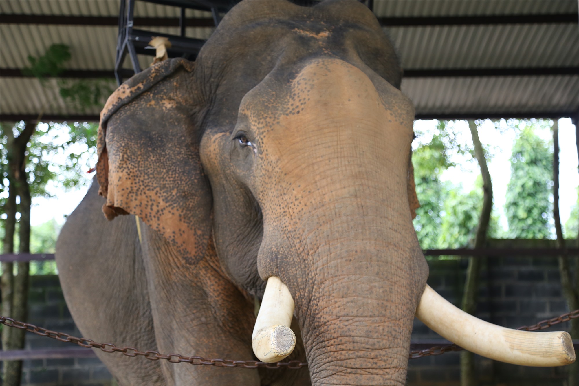 Voi nhà khi xưa vẫn được cắt ngà vì mục đích tốt. Ảnh: Văn Trực