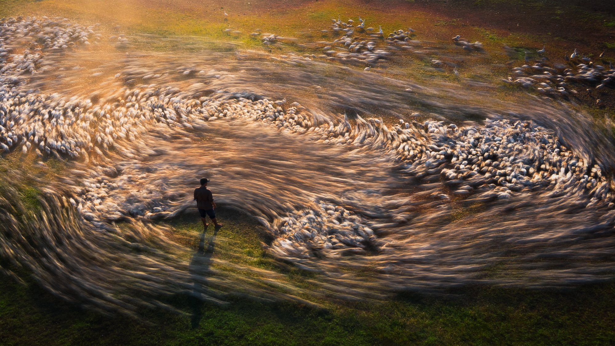 Bức ảnh “Lốc xoáy của đàn vịt” lọt top những tác phẩm đẹp nhất ở hạng mục Con người tại cuộc thi ảnh quốc tế Drone Photo Awards 2023. Ảnh: Nhân vật cung cấp