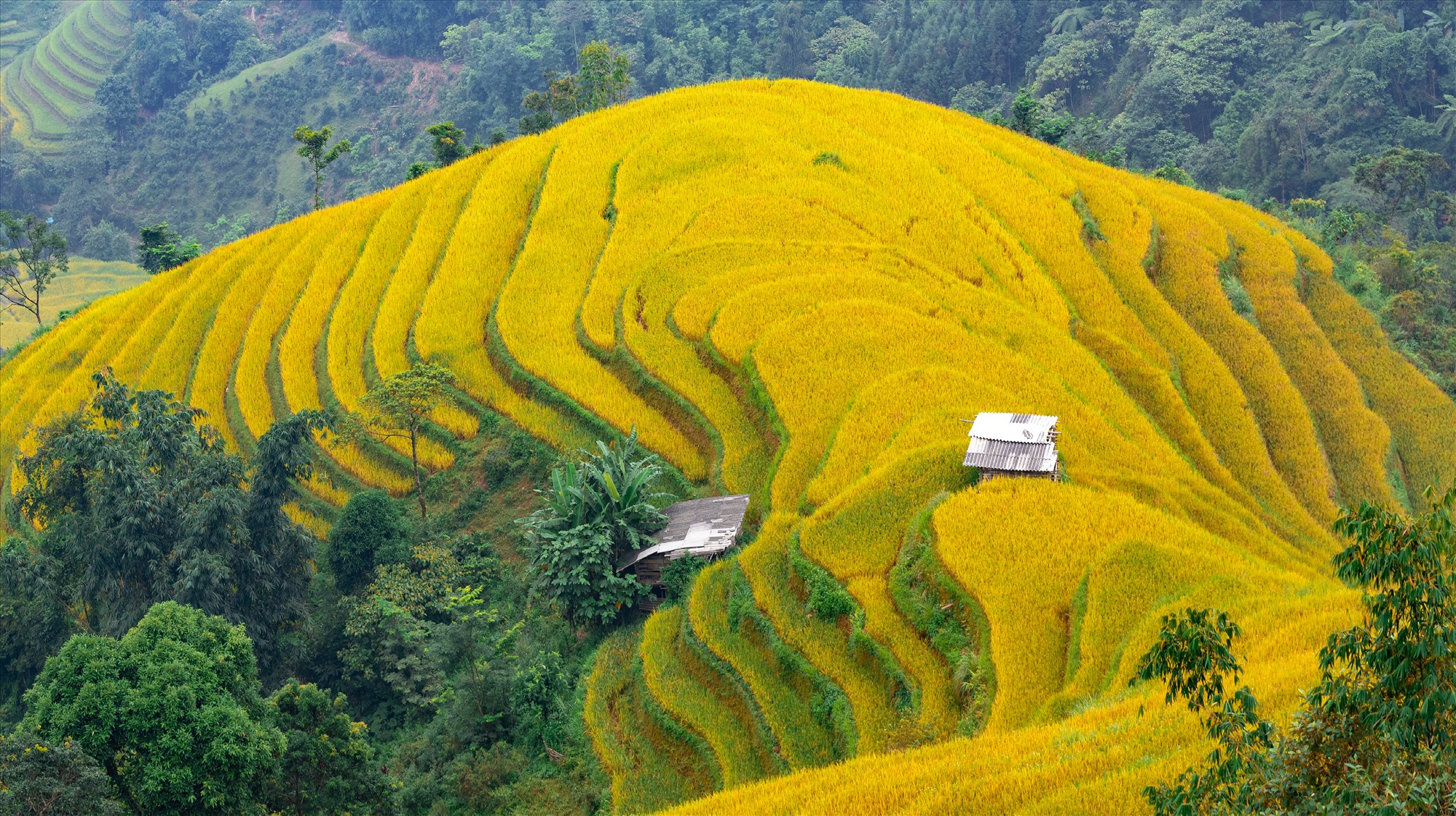 Bức tranh thiên nhiên mang sắc vàng rực rỡ.