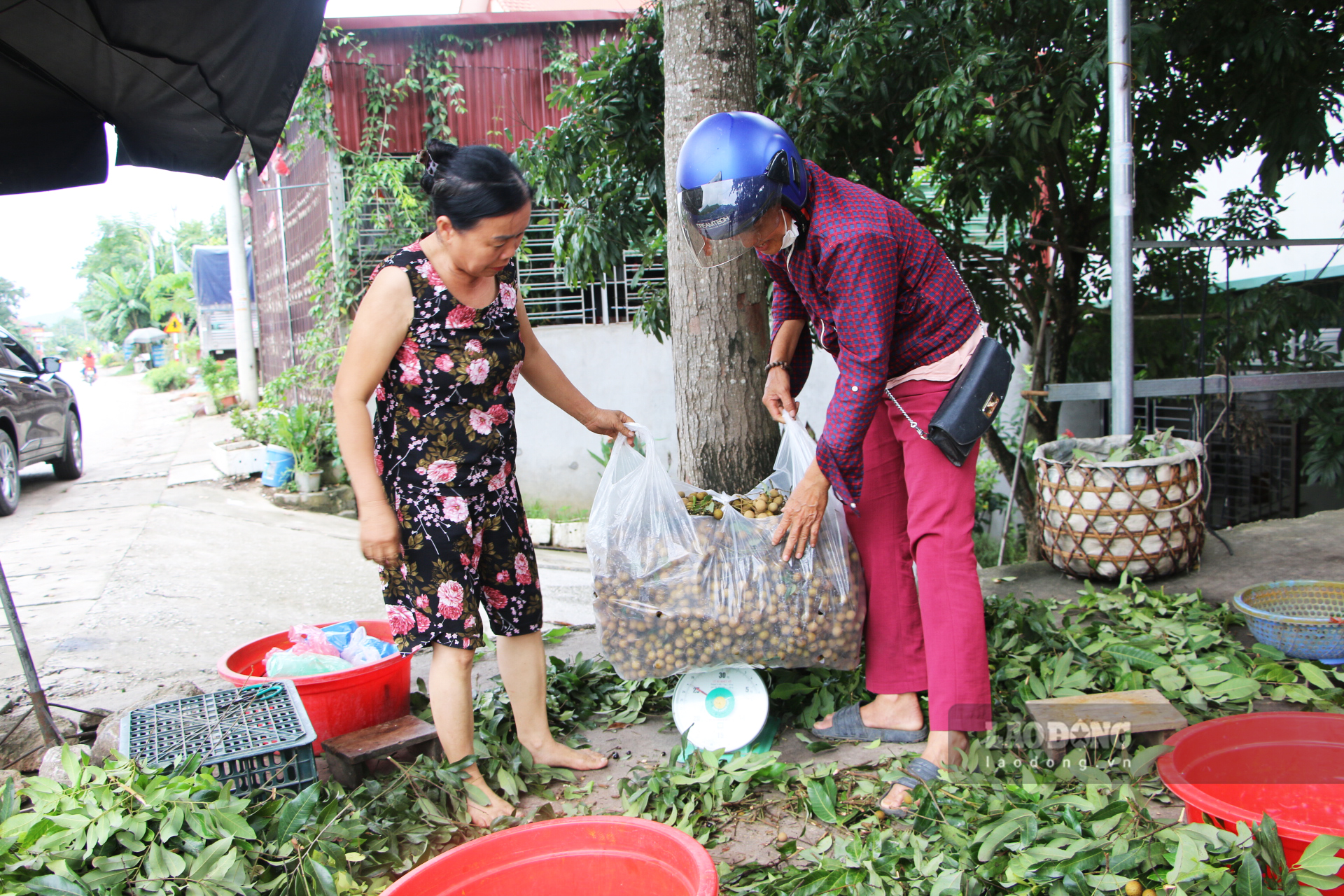 Thời điểm cuối tháng 7 trở đi, thương lái từ khắp nơi sẽ tìm đến xã Thái Bình (huyện Yên Sơn) để thu mua nhãn Bình Ca. Nhãn vùng này từ lâu đã được biết đến với chất lượng thơm ngon.
