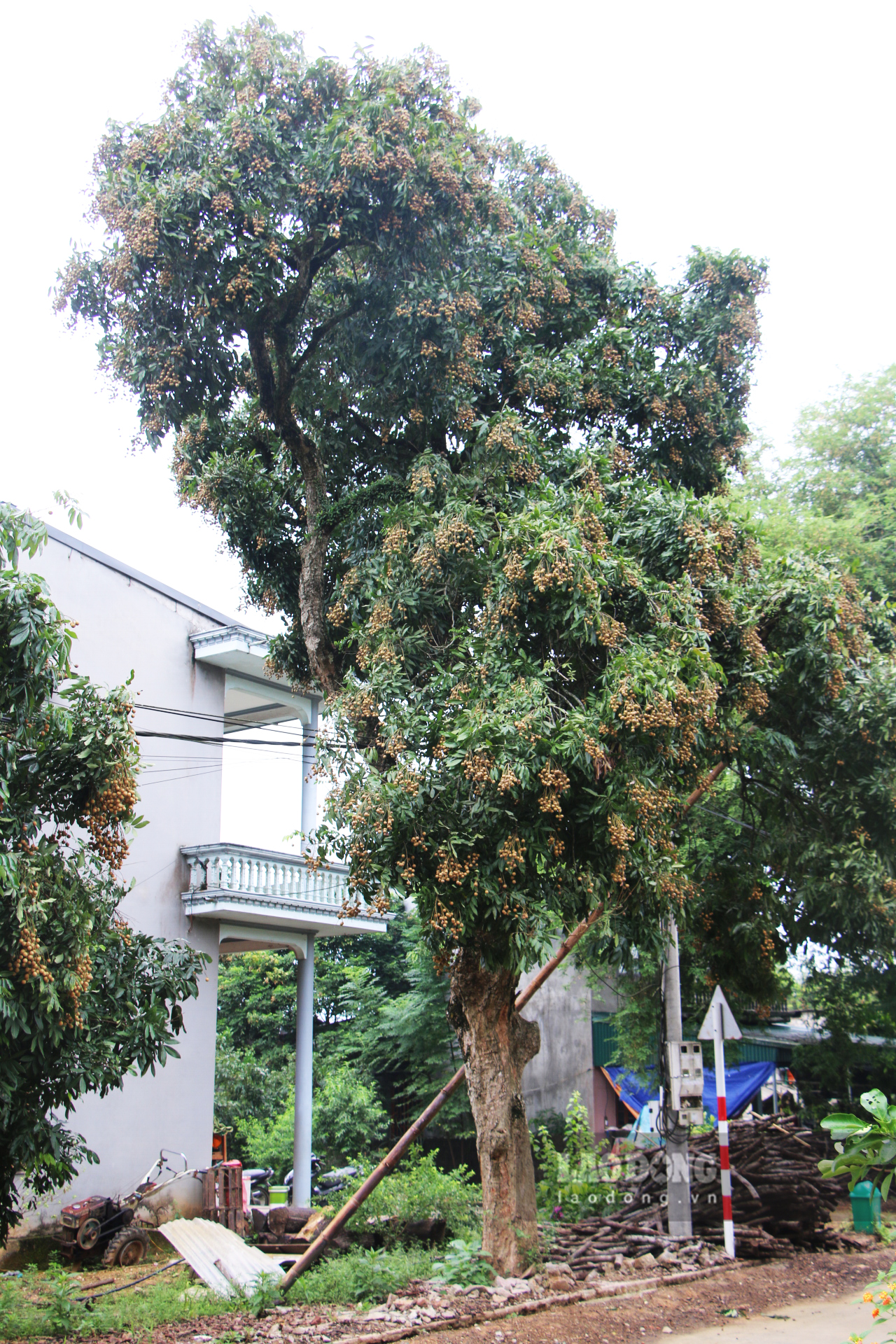 Theo người dân địa phương, cây nhãn nhà ông Trịnh Văn Kền ở thôn 3 là cây nhãn cổ với tuổi đời gần trăm năm hiện là cây nhãn cổ đẹp nhất của xã. Từ cây nhãn này đã được chiết cành, nhân giống ở nhiều nơi.