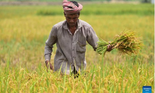 Nông dân thu hoạch lúa ở quận Nagaon thuộc bang Assam, đông bắc Ấn Độ. Ảnh: Xinhua