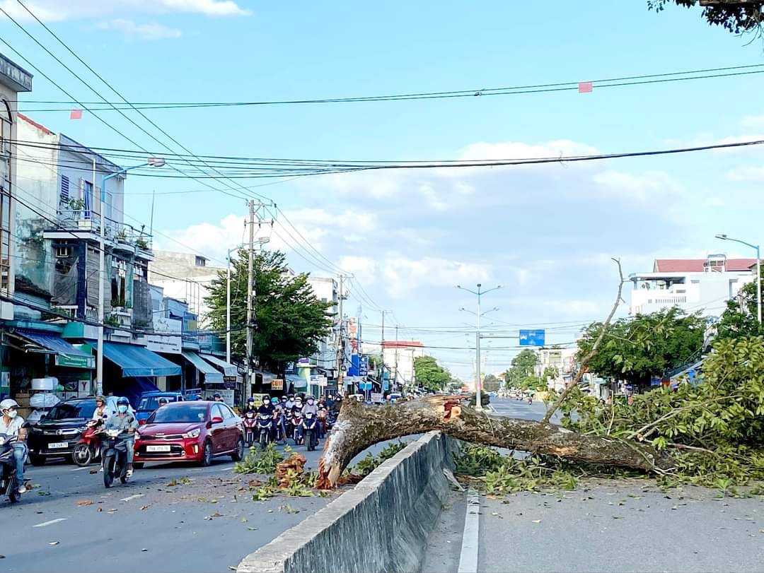 Hình ảnh một phần cây Dầu đôi di sản bị mục gãy trên đường 23 tháng 10 chiều 4.8. Ảnh: Cộng đồng Diên Khánh